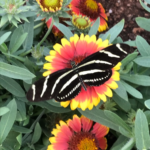 Meet your Posher, Suzy - Picture 2 of 3